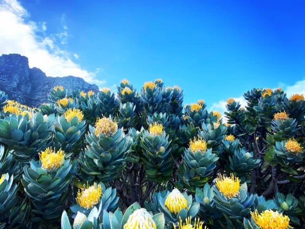 Cape Town spring flowers vacation