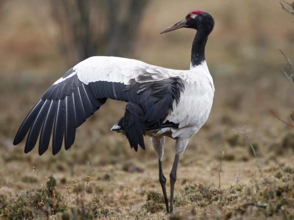 Trans Bhutan trail trek & black-necked crane festival 
