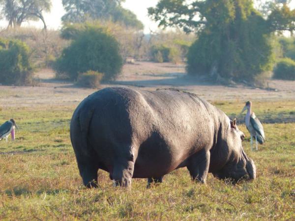 Botswana adventure safari
