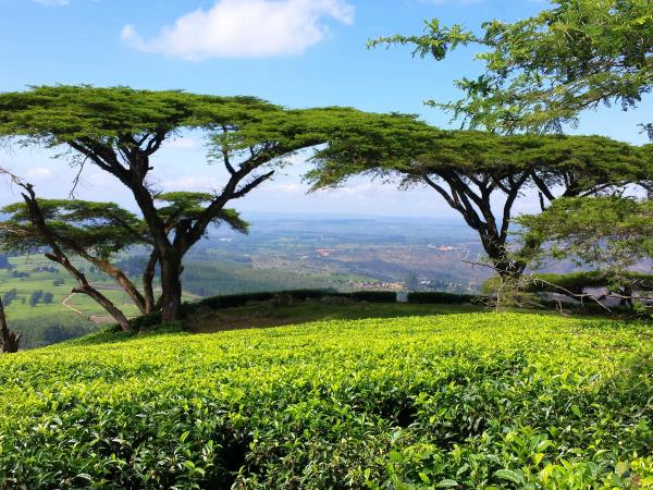 Malawi volunteering and safari vacation