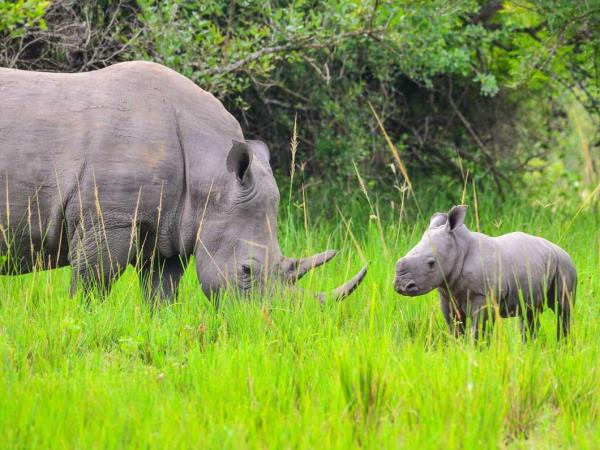 Rhino conservation and safari vacation, Uganda