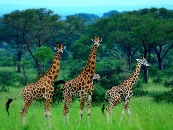 Rhino conservation and safari vacation, Uganda