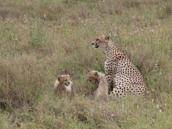 Tanzania vacation with Serengeti walking safari 