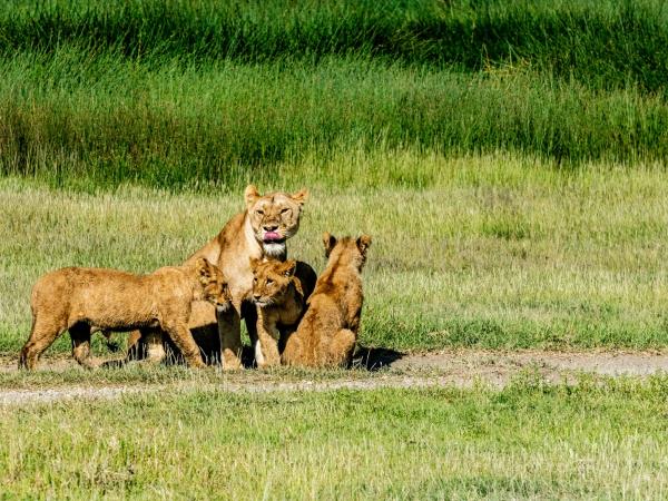 Tanzania vacation with Serengeti walking safari 