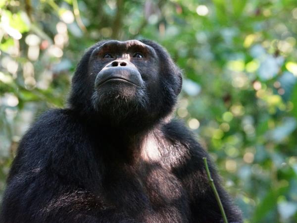 Primate tracking and safari vacation, Uganda