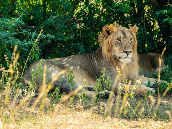 Primate tracking and safari vacation, Uganda