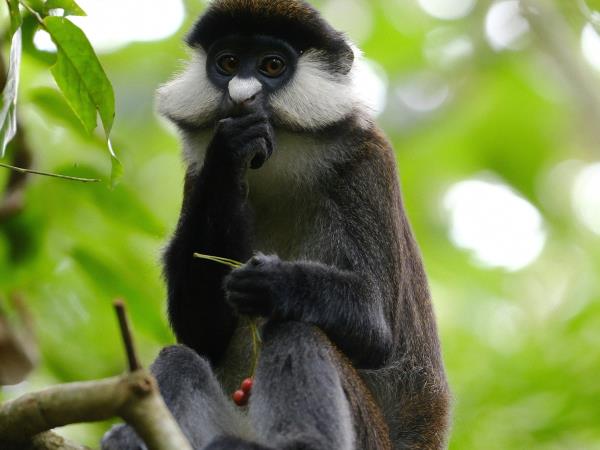 Primate tracking and safari vacation, Uganda