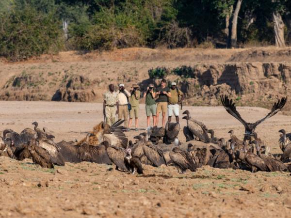 Mobile walking safari in Zambia