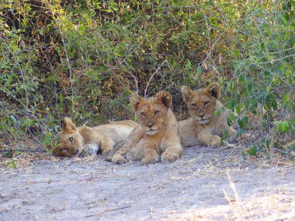Kenya 9 day Safari, tailor made  