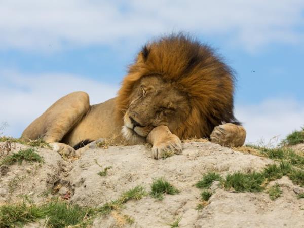 Kenya 9 day Safari, tailor made  