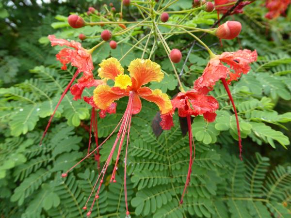 Barbados hiking vacation