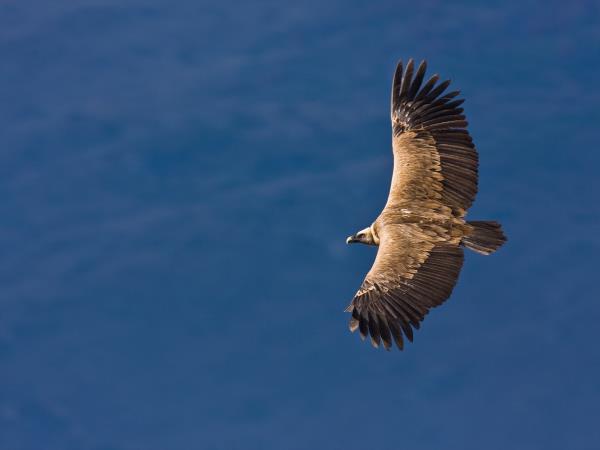 Rewilding holiday in Central Apennines
