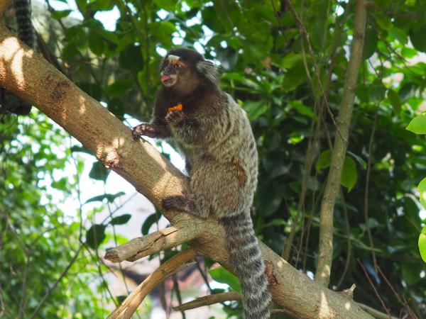 Best of Brazil vacation, wildlife, waterfalls & coast