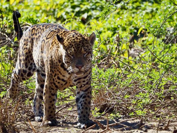 Best of Brazil vacation, wildlife, waterfalls & coast
