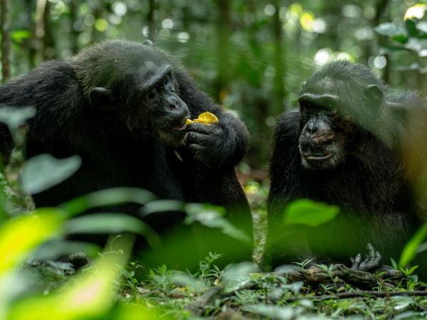 Uganda Gorilla fly in 4 day safari