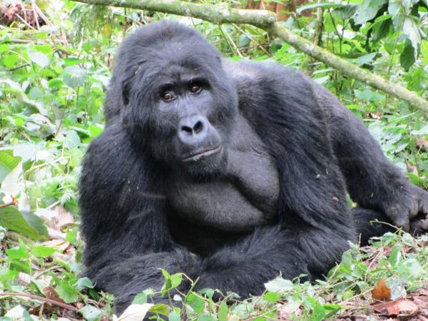 Rwanda Gorilla safari, game & forests 