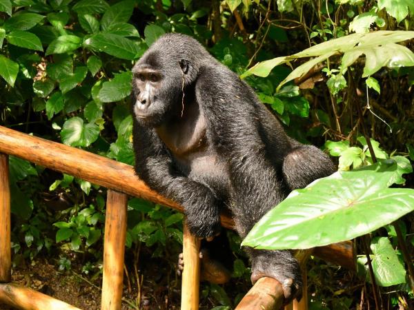 Rwanda Gorilla safari, game & forests 