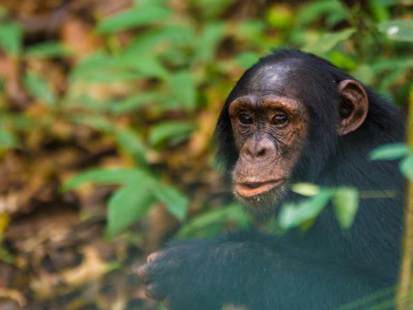 Rwanda Gorilla safari, game & forests 