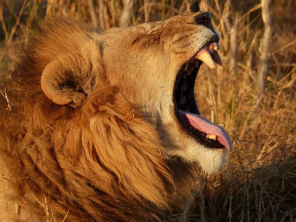 Rwanda Gorilla safari, game & forests 