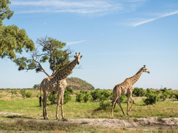 Rwanda Gorilla safari, game & forests 