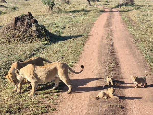 Tanzania Serengeti Adventure