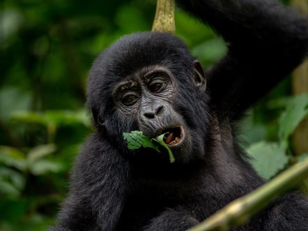 Uganda Gorilla trekking adventure 