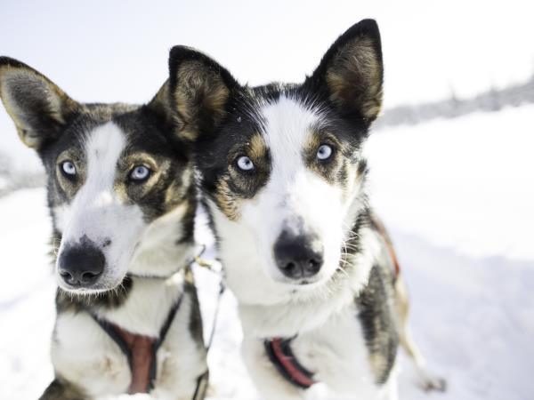 Luxury Arctic Lodge vacation