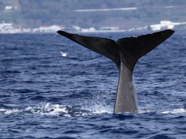 Family adventure in the Azores