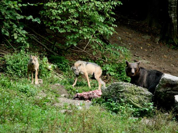 Wolf tracking and watching holiday in Transylvania