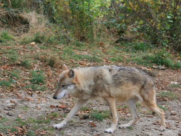 Wolf tracking vacation in Romania