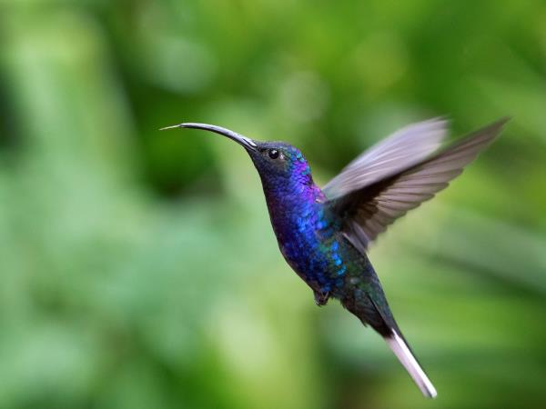 Costa Rica honeymoons