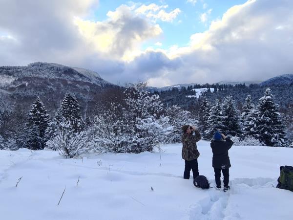 Wolf tracking vacation in Romania