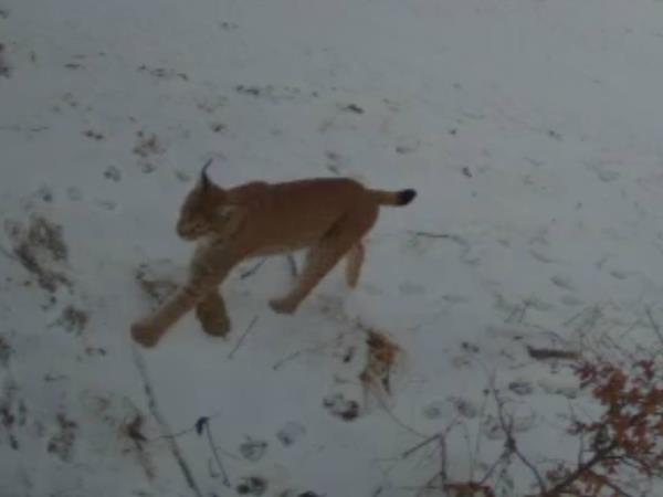 Transylvania wildlife vacation, lynx watching and tracking