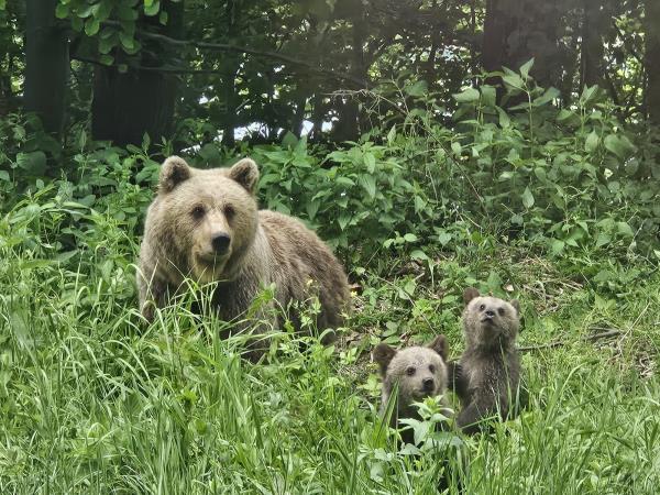 Romania wildlife holiday, bear watching and tracking