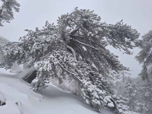 Cyprus food and foraging winter vacation