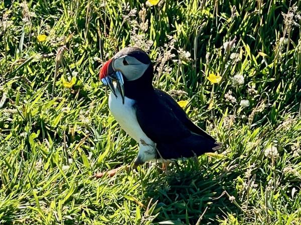 Private cruise charter in Scotland, sleeps 8