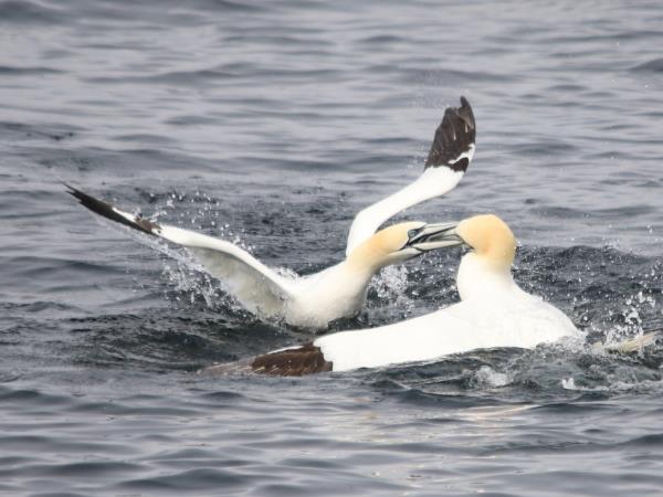 Private cruise charter in Scotland, sleeps 8