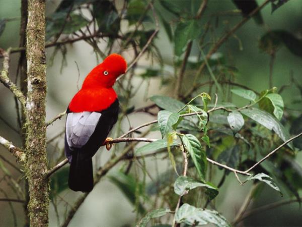 Ecuador highlights & Galapagos island hopping vacation