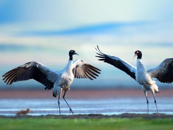 Ladakh bird watching tour, India