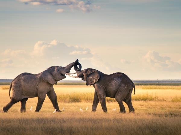 Kenya safari and Diani beach vacation