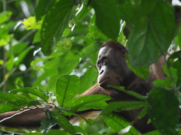 Sabah rainforest wildlife vacation, Borneo