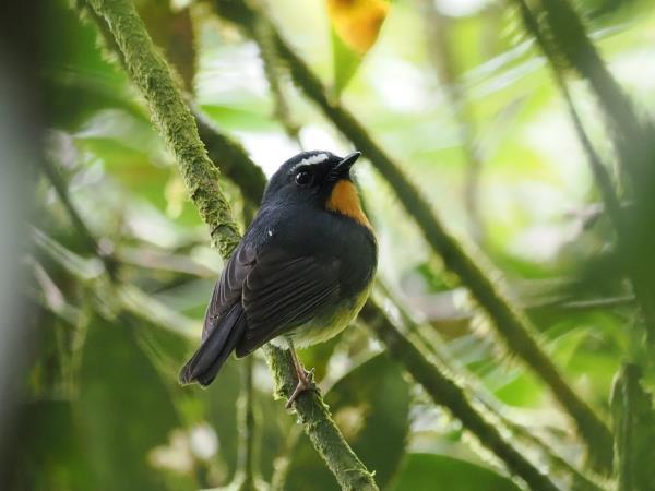 Sabah rainforest wildlife vacation, Borneo