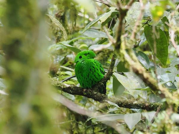 Sabah rainforest wildlife vacation, Borneo