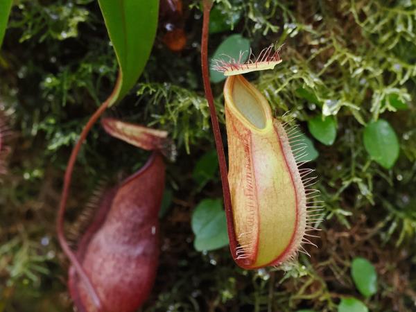 Sabah rainforest wildlife vacation, Borneo