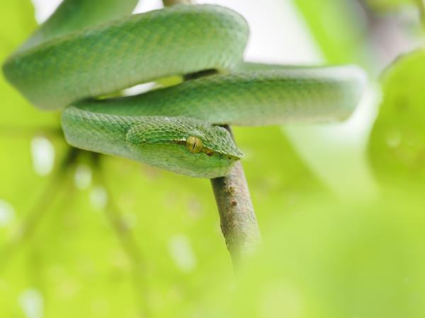 Sabah rainforest wildlife vacation, Borneo