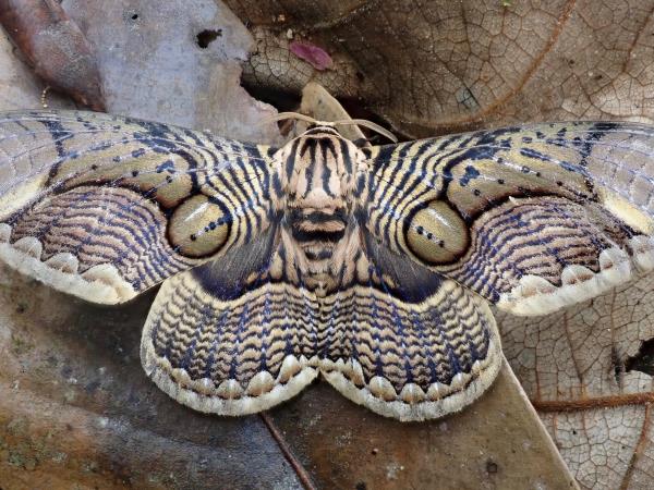 Sabah rainforest wildlife vacation, Borneo