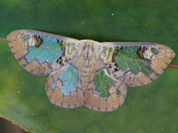 Sabah rainforest wildlife vacation, Borneo