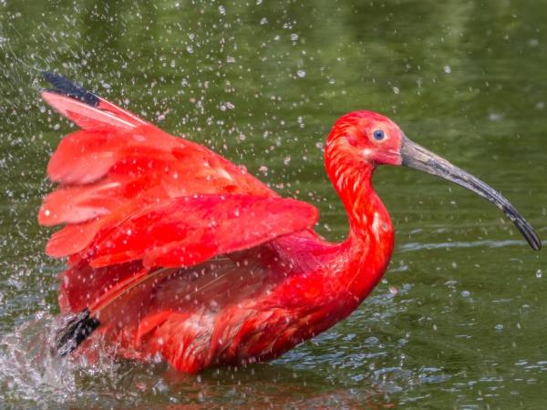 Trinidad & Tobago nature vacation