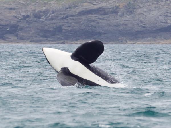 Shetland wildlife vacation, Scotand