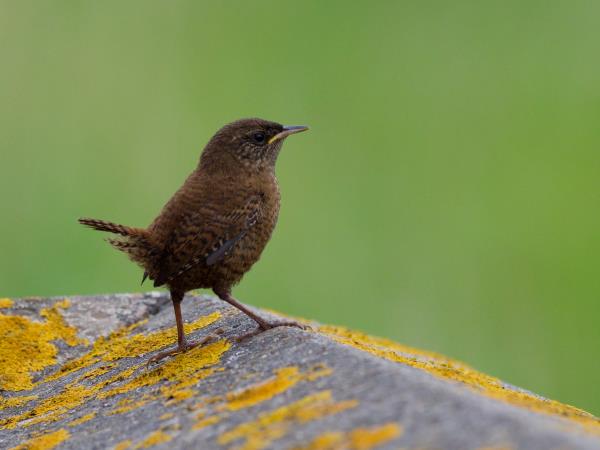 Shetland wildlife vacation, Scotand